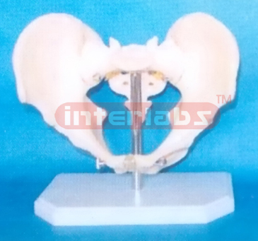 ADULT MALE HUMAN PELVIS ON BASE